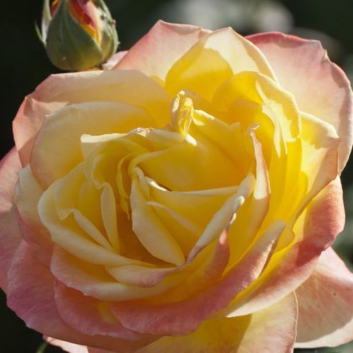 Vendita, rose rose ibridi di tea - giallo - rosa - Rosa Emeraude d'Or - rosa mediamente profumata - Georges Delbard - Rose più robuste e leggermente profumate.